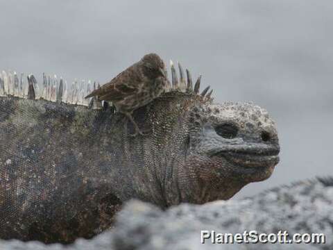 Image of marine iguana