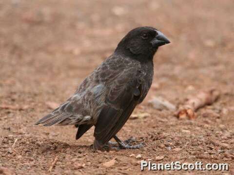 Image of Ground Finches and Cactus Finches