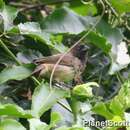 Image of Vegetarian Finch