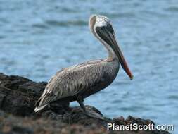 Image of pelicans