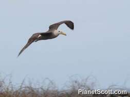 Image of North Pacific albatross