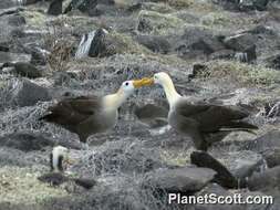 Image of North Pacific albatross