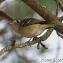 Sivun tammivireo kuva