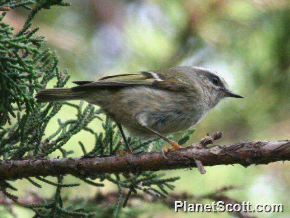 Image of goldcrests and kinglets