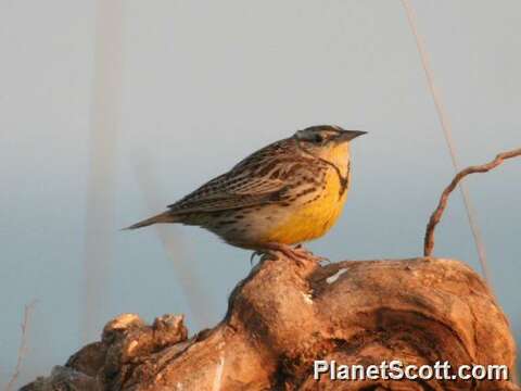 Image of Meadowlark