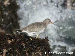 Image of Surfbird