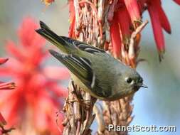 Image of goldcrests and kinglets