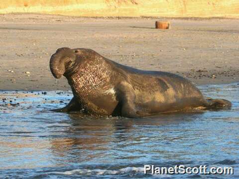 Image of elephant seal