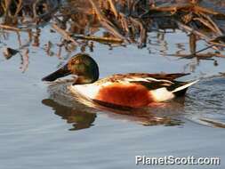 Image of Blue-winged teal