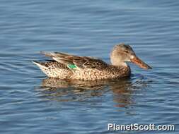 Image of Blue-winged teal