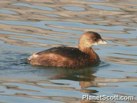 Image of Pied-billed Grebe