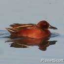 Image of Cinnamon Teal