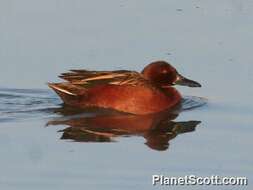 Image of Cinnamon Teal