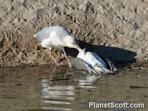 Imagem de Larus Linnaeus 1758