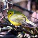 Setophaga citrina (Boddaert 1783)的圖片