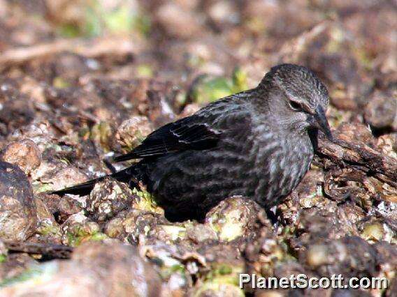 Image of Agelaius Blackbirds