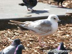 Image of Larus Linnaeus 1758