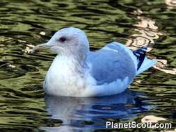 Image of Larus Linnaeus 1758