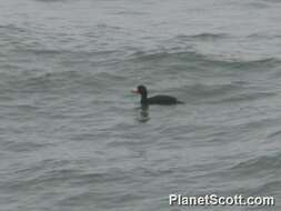 Image of scoter