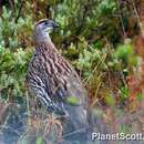 Image of Erckel's Francolin