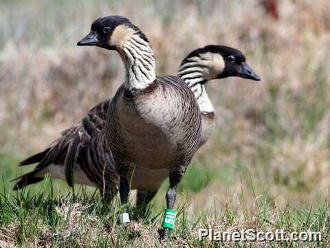 Image of Hawaiian goose