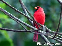 Image of Cardinalis Bonaparte 1838