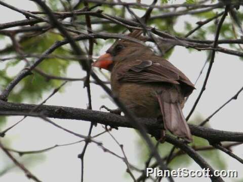 Image of Cardinalis Bonaparte 1838