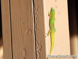 Phelsuma resmi