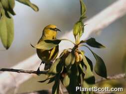 Image of Chlorodrepanis Perkins 1899