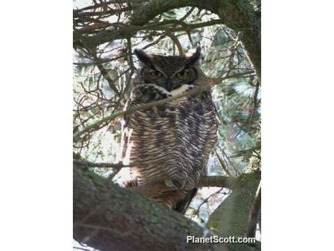 Image of Eagle-owls