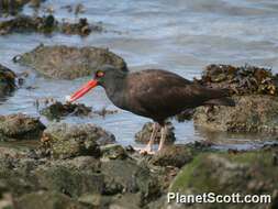 Image of oystercatchers