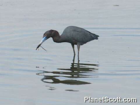 Image of Egretta Forster & T 1817