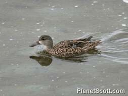 Image of Blue-winged teal