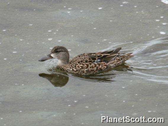 Image of Blue-winged teal