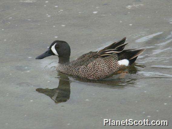 Image of Blue-winged teal