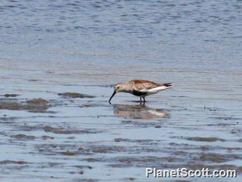 Image of Calidris Merrem 1804