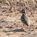 Image of Lark Sparrow