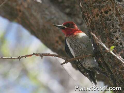 Image of Sapsucker