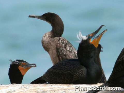 Image of Phalacrocorax Brisson 1760