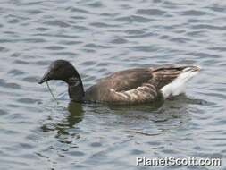 Image of Hawaiian goose