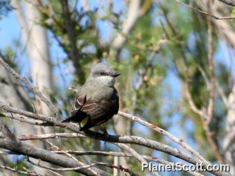 Image of Kingbird