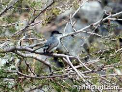 Image of gnatcatchers