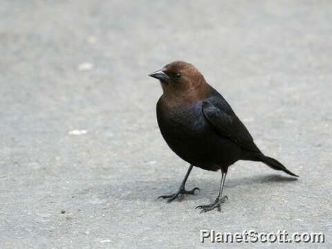 Image of Cowbird