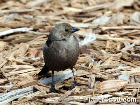 Image of Cowbird