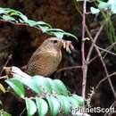 Image of Pacific Wren