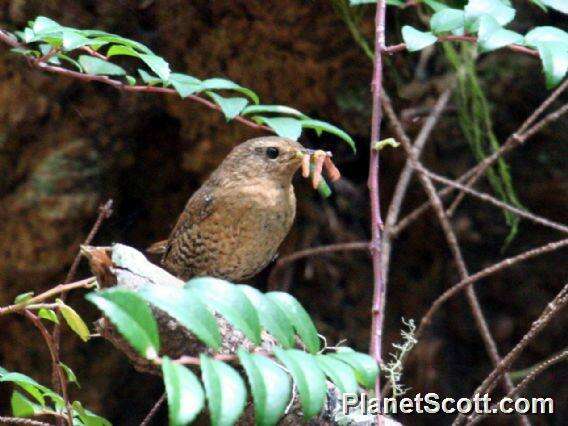 Troglodytes Vieillot 1809 resmi