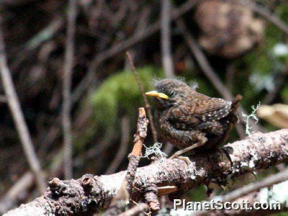 Troglodytes Vieillot 1809 resmi