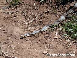 Image of gopher snakes