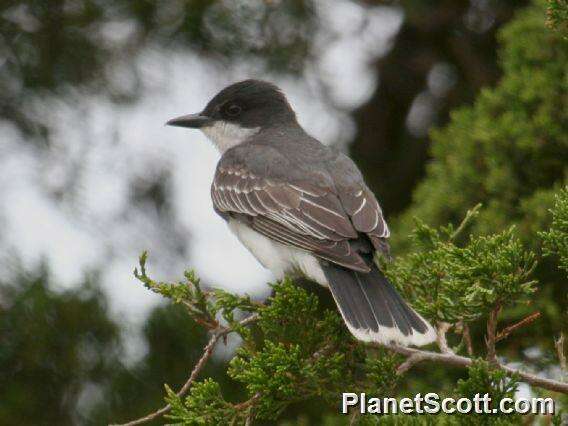 Image of Kingbird