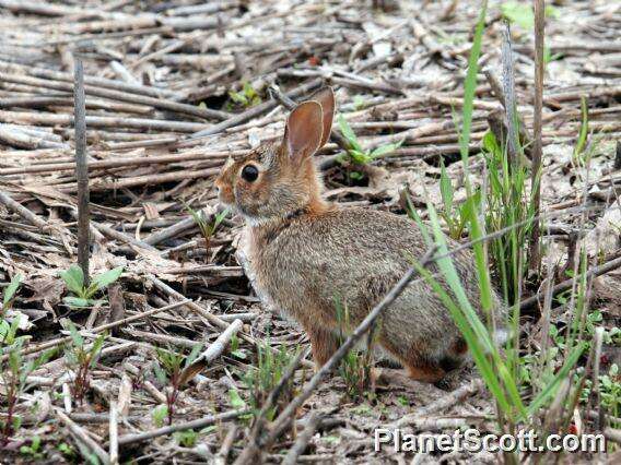 Image of Cottontail rabbit